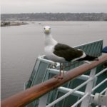 From Instagram: #cruise #royalcaribbean #deck #bird #SanDiego #i2w #travel #クルーズ #ロイヤルカリビアンクルーズ #サンディエゴ #旅行 #船旅 #海鳥