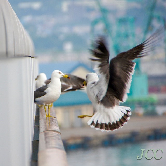 ダイヤモンドプリンセスのベランダにいた海鳥たち